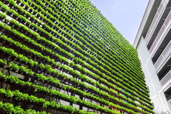 Propostas Sustentáveis para a Adubação de Jardins Verticais Urbanos