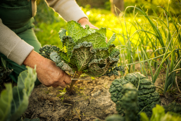 Jardinagem Orgânica: Manutenção para um Jardim Sustentável