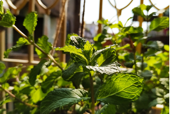 Jardinagem no Concreto: Como Cultivar Plantas Aromáticas em Ambientes Urbanos