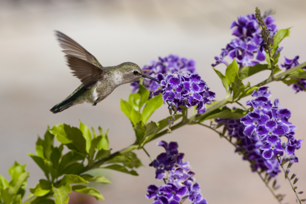 Flores que Dançam: Como Escolher Plantas Ornamentais para Beija-Flores