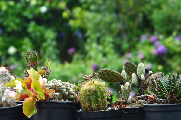 Plantas Xerófitas: Escolhendo e Cuidando das Espécies Certas para seu Jardim Economizar Água