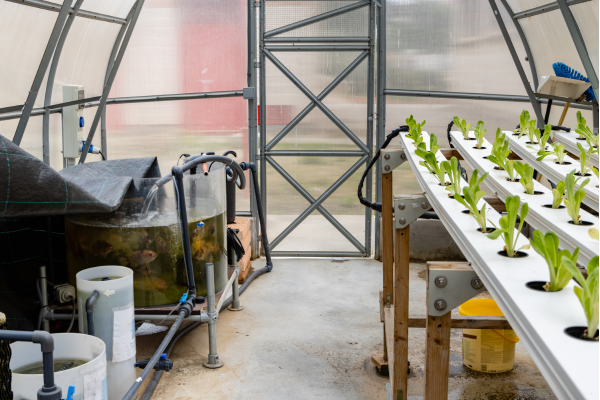 Jardins Aquapônicos: Como a Irrigação se Encaixa nesse Sistema Sustentável