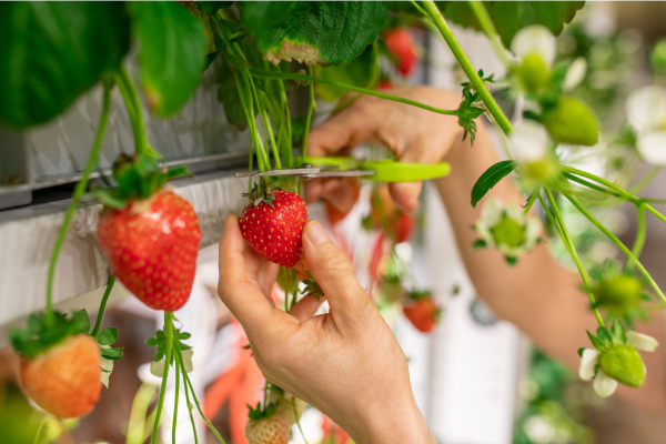 Jardinagem Vertical para Iniciantes: Dicas e Passos para um Espaço Mais Verde