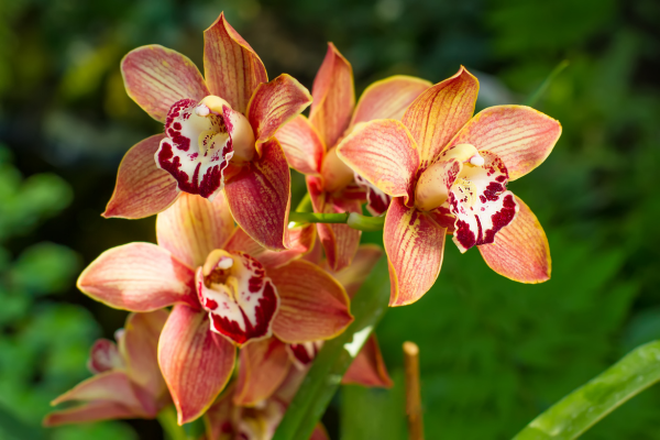 Preservando a Beleza das Orquídeas Cymbidium: Dicas de Manutenção