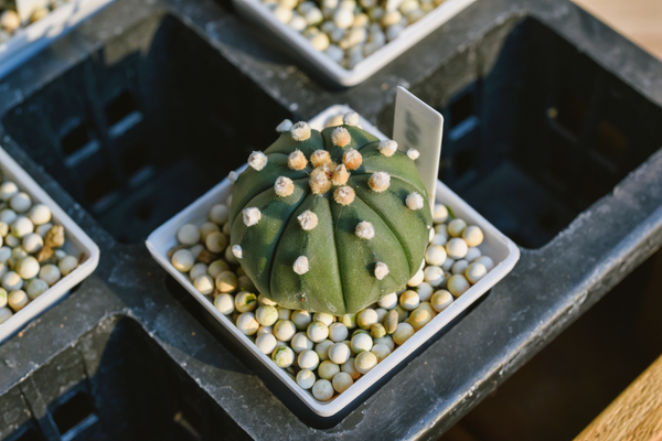 Cactos de Cristal: Dicas de Cultivo para Astrophytum asterias