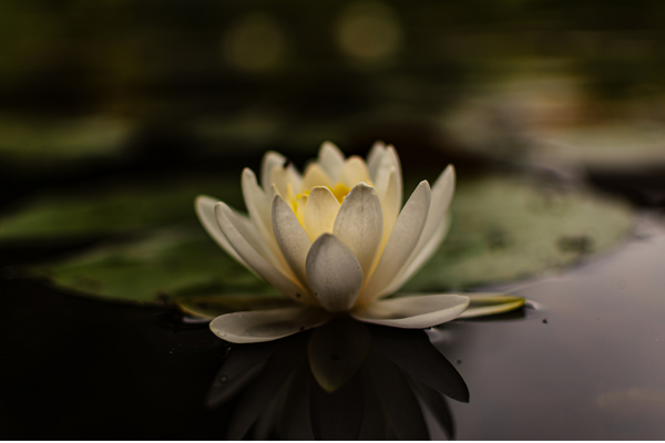 A Arte da Rega Noturna para Flores de Lótus em Seu Espaço Aquático