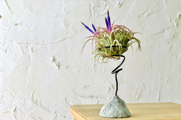 Plantas Aéreas (Tillandsias): Como Cultivar e Exibir Essas Epífitas Encantadoras