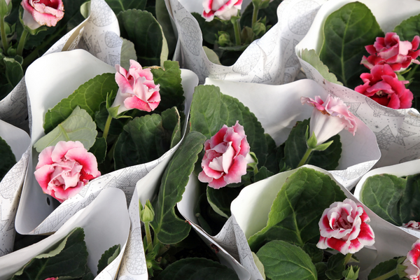 Gloxínias: Como Cultivar e Cuidar da Flor dos Colecionadores