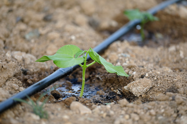 Como Evitar a Overirrigação e Subirrigação em Seu Jardim com Plantas Sensíveis