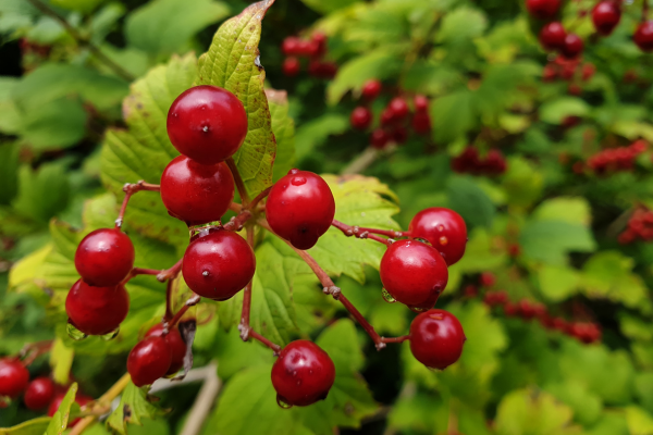 Plantas Drupe: Explorando o Mundo das Espécies de Frutos de Caroço