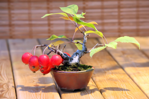 Bonsai de Árvores de Frutas de Clima Frio: Macieiras e Pereiras em Miniatura