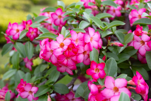 Cuidados com Adenium Obesum: A Rosa do Deserto para Iniciantes