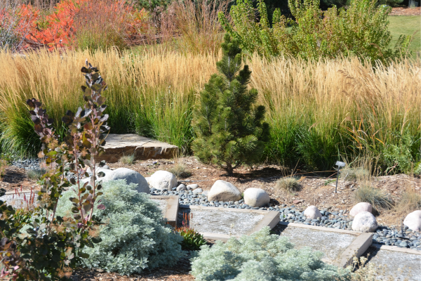 Jardins Xeriscape: Como Reduzir a Irrigação e Economizar Água