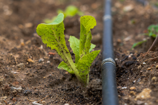 Regando seu Jardim de Pétalas de Cristal: Estratégias de Irrigação para Plantas Frágeis