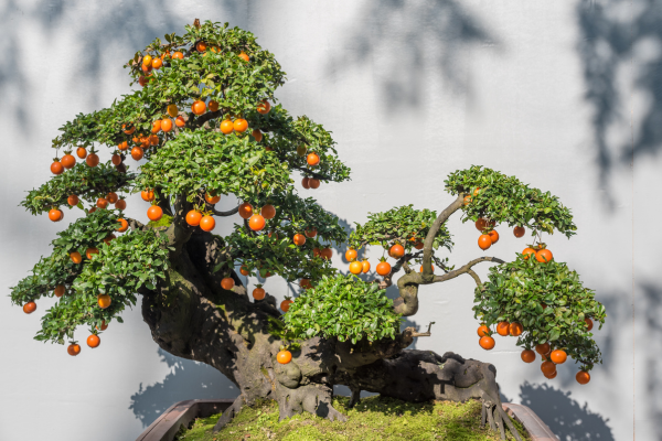 Bonsai de Árvores de Frutas Tropicais: Bananeiras e Mamoeiros em Miniatura