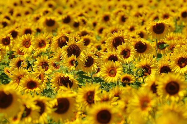 A Dança das Folhas: Plantas com Movimentos à Partir da Luz em Jardins Verticais